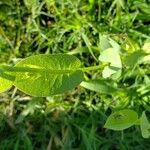 Calyptocarpus vialis Hoja