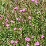 Epilobium hirsutum फूल