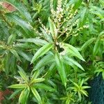 Aloysia citriodora Flower