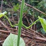 Clerodendrum speciosissimum Hoja