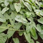 Ipomoea asarifolia Leaf