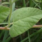 Convolvulus betonicifolius Leaf