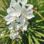 Libertia chilensis Blomst