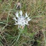 Centaurea cheiranthifolia Blodyn