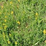 Genista sagittalis Hábito