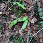 Asplenium scolopendriumЛисток