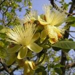 Caryocar brasiliense 花