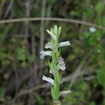 Spiranthes aestivalis Flower