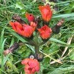 Pilosella aurantiaca Blomst