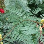Erythrostemon gilliesii पत्ता