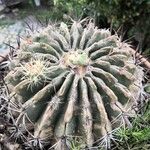 Ferocactus peninsulae ഇല