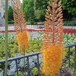 Eremurus stenophyllus Flower