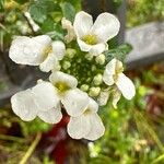 Iberis semperflorens Çiçek