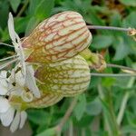 Silene uniflora Flor