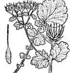 Geum heterocarpum Máis