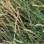 Brachypodium phoenicoides Blad