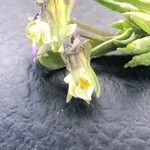 Viola kitaibeliana Flower