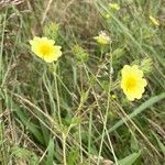 Potentilla rectaBlomst