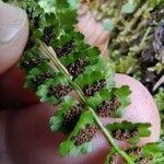 Asplenium viride برگ