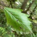 Karpatiosorbus remensis Blatt