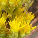 Petrosedum montanum Blüte