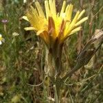 Scorzonera aristata 花