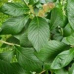 Clethra alnifolia Blad