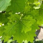 Quercus × rosacea Blad