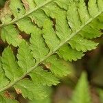 Dryopteris carthusiana برگ