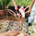 Aloe rauhii Květ