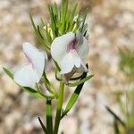 Misopates calycinum Blüte