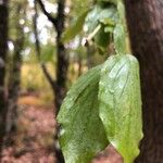 Cornus mas Leaf