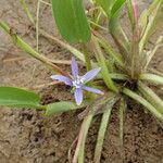 Heteranthera limosa Hábito