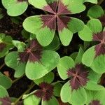 Oxalis tetraphylla 葉