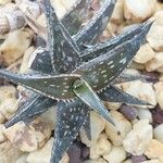 Aloe succotrina Leaf