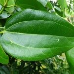 Cinnamomum verum Blad