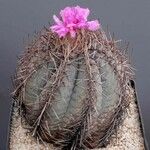 Echinocactus horizonthalonius Folha