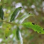 Schinus terebinthifolius List