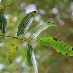 Schinus terebinthifolius Leaf