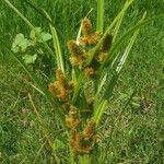 Cyperus glomeratus Облик