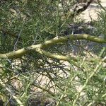 Parkinsonia microphylla ᱥᱟᱠᱟᱢ