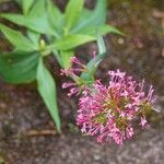 Valeriana lecoqii Sonstige