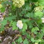 Viburnum macrocephalum Leaf