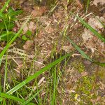 Carex remota Hábito