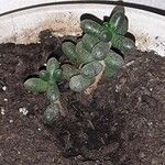 Sedum hernandezii List