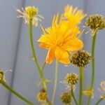 Trollius chinensis Fiore