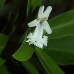 Oxera neriifolia Flower