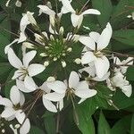 Cleome gynandra Blomst