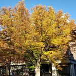 Zelkova serrata Συνήθη χαρακτηριστικά