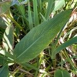 Canna glauca Folha